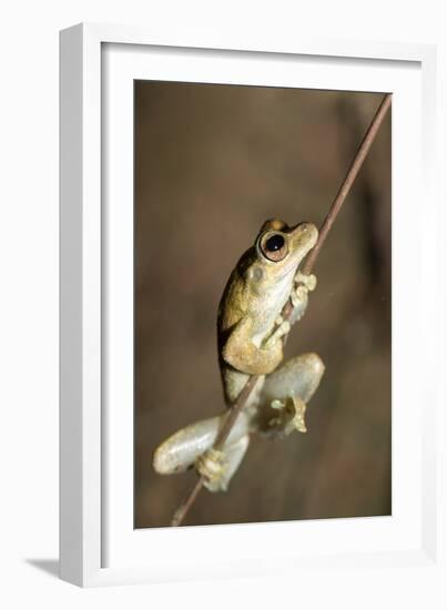 Northern Laughing Tree Frog (Roth's Tree Frog) (Litoria Rothii)-Louise Murray-Framed Photographic Print