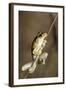 Northern Laughing Tree Frog (Roth's Tree Frog) (Litoria Rothii)-Louise Murray-Framed Photographic Print