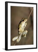 Northern Laughing Tree Frog (Roth's Tree Frog) (Litoria Rothii)-Louise Murray-Framed Photographic Print