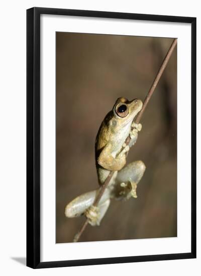 Northern Laughing Tree Frog (Roth's Tree Frog) (Litoria Rothii)-Louise Murray-Framed Photographic Print