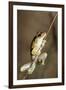 Northern Laughing Tree Frog (Roth's Tree Frog) (Litoria Rothii)-Louise Murray-Framed Photographic Print