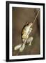 Northern Laughing Tree Frog (Roth's Tree Frog) (Litoria Rothii)-Louise Murray-Framed Photographic Print