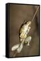 Northern Laughing Tree Frog (Roth's Tree Frog) (Litoria Rothii)-Louise Murray-Framed Stretched Canvas