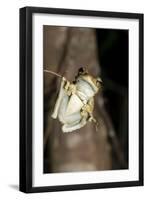 Northern Laughing Tree Frog (Roth's Tree Frog) (Litoria Rothii)-Louise Murray-Framed Photographic Print