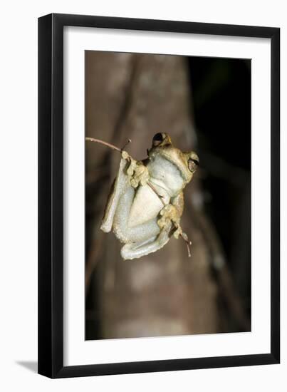 Northern Laughing Tree Frog (Roth's Tree Frog) (Litoria Rothii)-Louise Murray-Framed Photographic Print