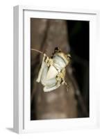 Northern Laughing Tree Frog (Roth's Tree Frog) (Litoria Rothii)-Louise Murray-Framed Photographic Print