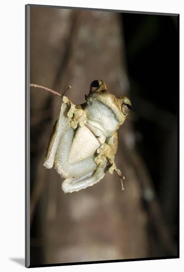 Northern Laughing Tree Frog (Roth's Tree Frog) (Litoria Rothii)-Louise Murray-Mounted Photographic Print