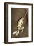 Northern Laughing Tree Frog (Roth's Tree Frog) (Litoria Rothii)-Louise Murray-Framed Photographic Print