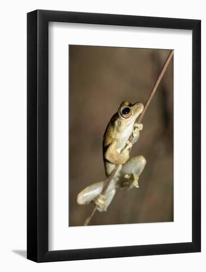 Northern Laughing Tree Frog (Roth's Tree Frog) (Litoria Rothii)-Louise Murray-Framed Photographic Print