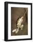 Northern Laughing Tree Frog (Roth's Tree Frog) (Litoria Rothii)-Louise Murray-Framed Photographic Print