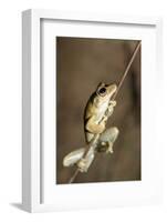 Northern Laughing Tree Frog (Roth's Tree Frog) (Litoria Rothii)-Louise Murray-Framed Photographic Print