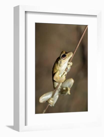 Northern Laughing Tree Frog (Roth's Tree Frog) (Litoria Rothii)-Louise Murray-Framed Photographic Print