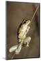 Northern Laughing Tree Frog (Roth's Tree Frog) (Litoria Rothii)-Louise Murray-Mounted Photographic Print