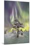 Northern Lights (Aurora Borealis) and starry sky on the frozen tree in the snowy woods, Levi, Sirkk-Roberto Moiola-Mounted Photographic Print