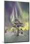 Northern Lights (Aurora Borealis) and starry sky on the frozen tree in the snowy woods, Levi, Sirkk-Roberto Moiola-Mounted Photographic Print