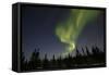 Northern Lights, Aurora Borealis in Night Sky-null-Framed Stretched Canvas