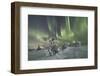 Northern Lights (Aurora Borealis) on the frozen trees in the snowy woods, Levi, Sirkka, Kittila, La-Roberto Moiola-Framed Photographic Print