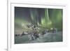 Northern Lights (Aurora Borealis) on the frozen trees in the snowy woods, Levi, Sirkka, Kittila, La-Roberto Moiola-Framed Photographic Print