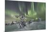 Northern Lights (Aurora Borealis) on the frozen trees in the snowy woods, Levi, Sirkka, Kittila, La-Roberto Moiola-Mounted Photographic Print