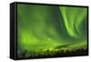 Northern Lights (Aurora Borealis) over Snowscape.-Jorg Hackemann-Framed Stretched Canvas