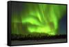 Northern Lights (Aurora Borealis) over Snowscape.-Jorg Hackemann-Framed Stretched Canvas