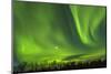 Northern Lights (Aurora Borealis) over Snowscape.-Jorg Hackemann-Mounted Photographic Print