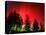 Northern Lights Glow-null-Stretched Canvas