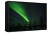 Northern Lights in the Alaska Sky, Alaska, USA-Terry Eggers-Framed Stretched Canvas