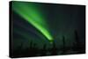 Northern Lights in the Alaska Sky, Alaska, USA-Terry Eggers-Stretched Canvas