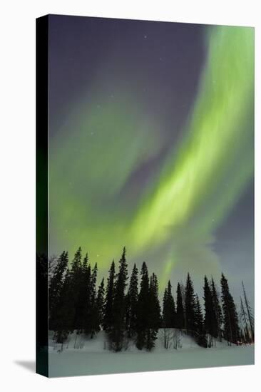 Northern Lights in Winter, Aurora Borealis, PyhŠ-Luosto National Park, Luosto, Lapland, Finland-P. Kaczynski-Stretched Canvas