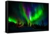 Northern Lights, Lapland, Sweden-null-Framed Stretched Canvas