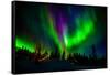 Northern Lights, Lapland, Sweden-null-Framed Stretched Canvas