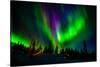Northern Lights, Lapland, Sweden-null-Stretched Canvas