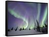 Northern Lights Northwest Territories, March 2008, Canada-Eric Baccega-Framed Stretched Canvas