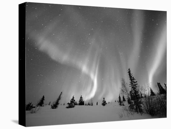 Northern Lights Northwest Territories, March 2008, Canada-Eric Baccega-Stretched Canvas