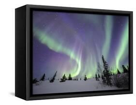 Northern Lights Northwest Territories, March 2008, Canada-Eric Baccega-Framed Stretched Canvas