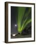 Northern Lights over Haukland Beach, island Vestvagoy. Lofoten Islands. Norway-Martin Zwick-Framed Photographic Print