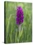 Northern Marsh Orchid (Dactylorhiza Purpurella), Craignure, Mull, Inner Hebrides, Scotland-Steve & Ann Toon-Stretched Canvas