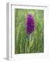 Northern Marsh Orchid (Dactylorhiza Purpurella), Craignure, Mull, Inner Hebrides, Scotland-Steve & Ann Toon-Framed Photographic Print