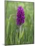 Northern Marsh Orchid (Dactylorhiza Purpurella), Craignure, Mull, Inner Hebrides, Scotland-Steve & Ann Toon-Mounted Photographic Print