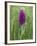 Northern Marsh Orchid (Dactylorhiza Purpurella), Craignure, Mull, Inner Hebrides, Scotland-Steve & Ann Toon-Framed Photographic Print