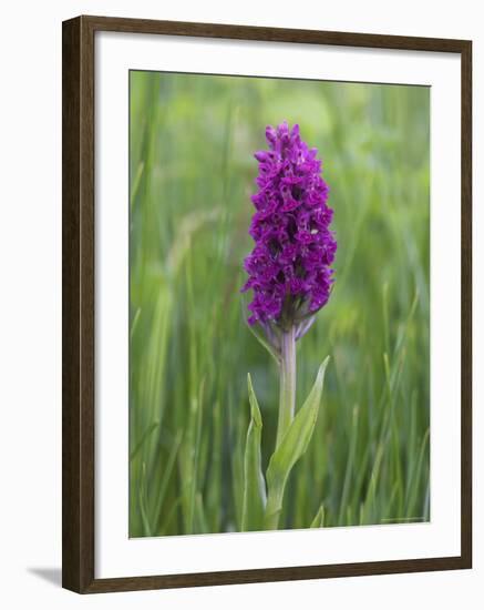 Northern Marsh Orchid (Dactylorhiza Purpurella), Craignure, Mull, Inner Hebrides, Scotland-Steve & Ann Toon-Framed Photographic Print