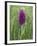 Northern Marsh Orchid (Dactylorhiza Purpurella), Craignure, Mull, Inner Hebrides, Scotland-Steve & Ann Toon-Framed Photographic Print