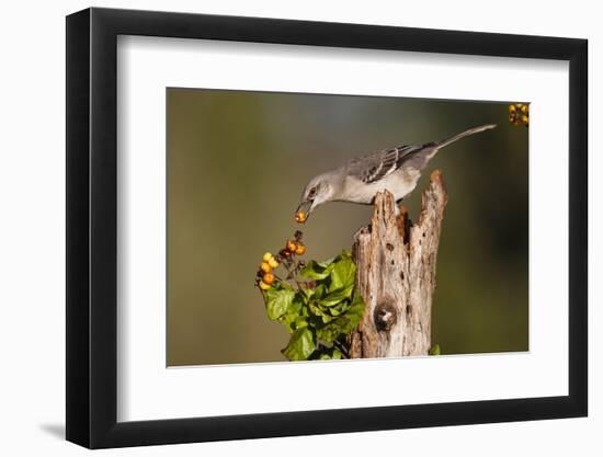 Northern Mockingbird Feeding on Anaqua Berries-Larry Ditto-Framed Photographic Print