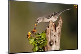 Northern Mockingbird Feeding on Anaqua Berries-Larry Ditto-Mounted Photographic Print