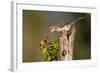 Northern Mockingbird Feeding on Anaqua Berries-Larry Ditto-Framed Photographic Print