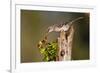 Northern Mockingbird Feeding on Anaqua Berries-Larry Ditto-Framed Photographic Print