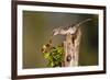 Northern Mockingbird Feeding on Anaqua Berries-Larry Ditto-Framed Photographic Print