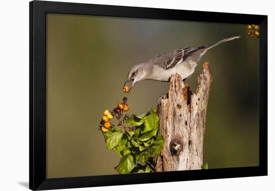 Northern Mockingbird Feeding on Anaqua Berries-Larry Ditto-Framed Photographic Print