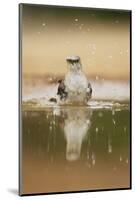 Northern Mockingbird (Mimus polyglottos) adult, bathing in pool, South Texas, USA-Bill Coster-Mounted Photographic Print